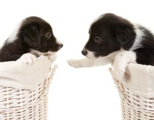 astrology of pups