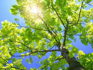 A Light Shines Through The Leaves in much the same way as we see Divine Light in the writings of the Bible