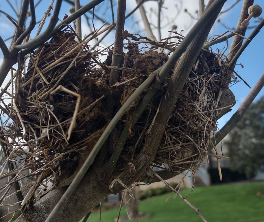 The nest at the beginning of deconstruction