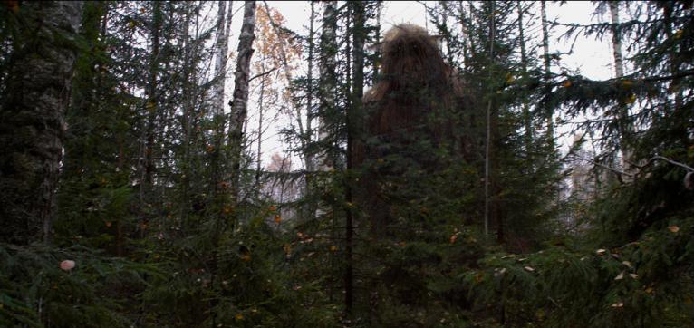 Photo of a Mysterious Forest Giant