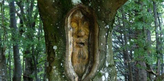 Face in a Tree