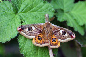 Emperor Moth