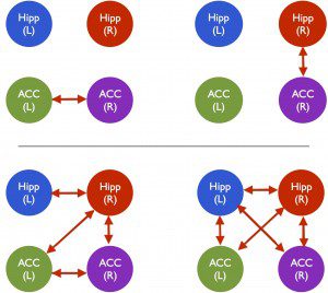 These figures show connections between the left and right hippocampus and the left and right anterior cingulate cortex. The top two images are common interconnection states. The bottom two are a sample of the states found only under psilocybin influence.