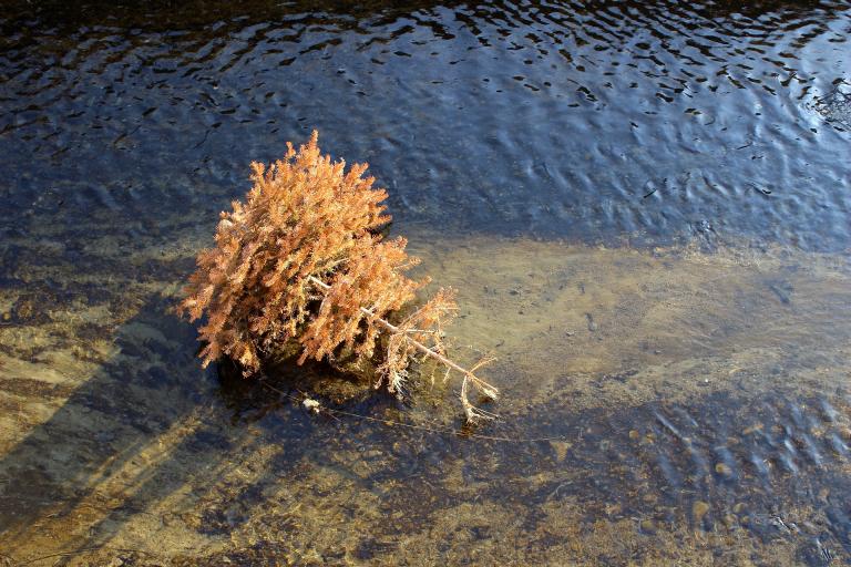 When I was still very young it began to bother me that my family annually killed a tree to celebrate life. 