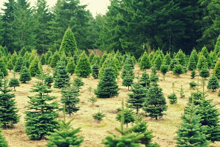 The vast majority of holiday trees sold in the USA are from sustainable tree farms. 