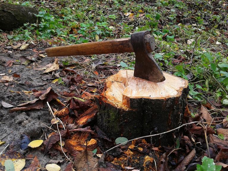 It is important to recognize the symbolism of what is left behind when you cut down a tree. 