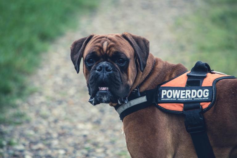 The aggressive dog of fear can be a powerful force for good.