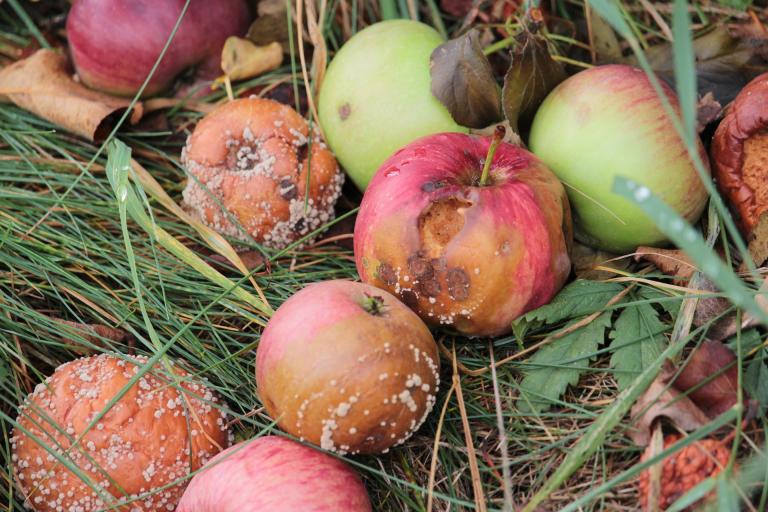 One bad apple can spoil the whole bunch, so bad apples need to be removed as quickly as possible.