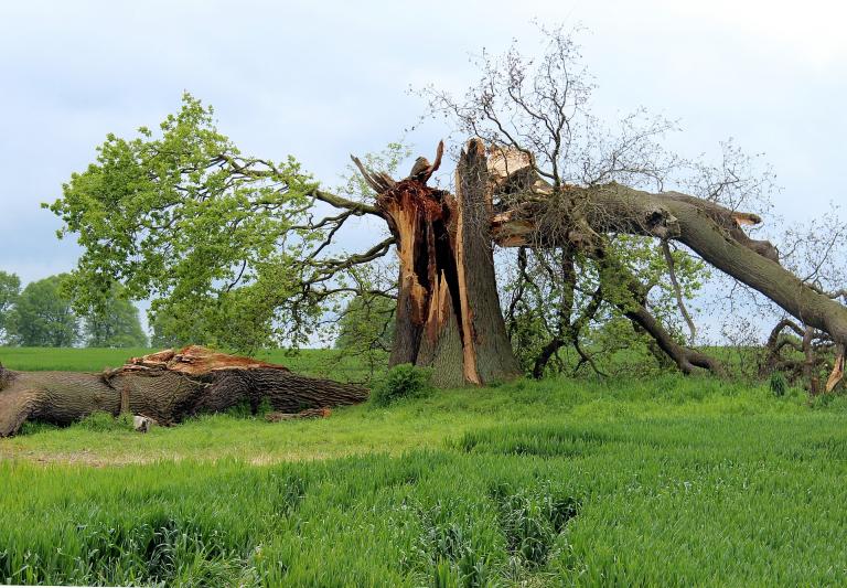No matter how big and strong a tree may look from the outside, if it is rotten inside, it will eventually break.