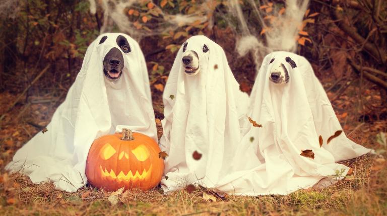 Here we have three embodied dog souls showing their inner ghosts, plus a pumpkin decked out enjoying the holidays.