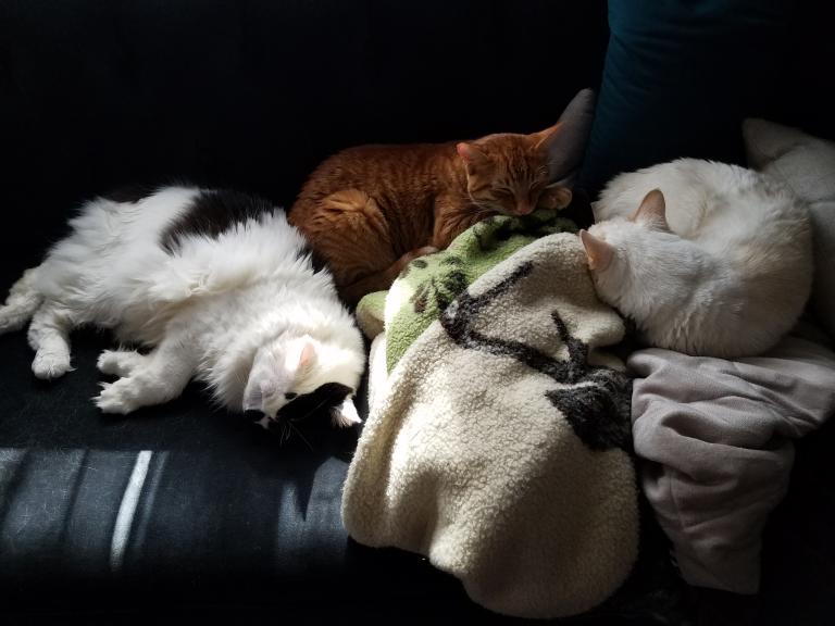 Daken and Oishii on the couch, with the upcoming kitten, Loki, in between them.