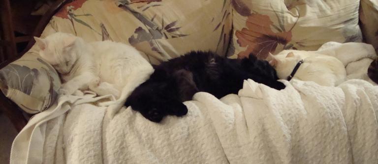 Our next three kitties were Isa, Ringo, and Oishii (left to right). They were the best of friends.