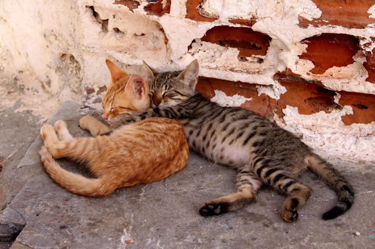 I lost the photos I had of Beast during a move many years ago, but she was a spotted grey tabby like this kitten, had the loyalty of her litter mates, and was always up for a snuggle. 