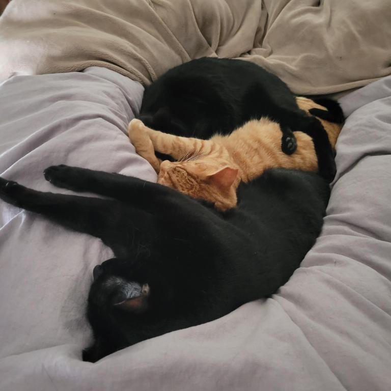 Loki and his adoptive brothers, Eros and Thanatos, in a snuggle-pile on the bed.