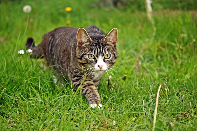 In my experience, cats are very good about approaching things cautiously, while still making sure to investigate thoroughly. 