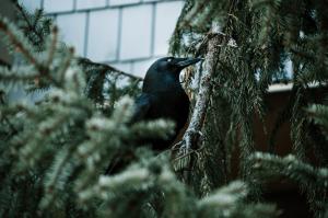 A crow sits at attention in an evergreen tree
