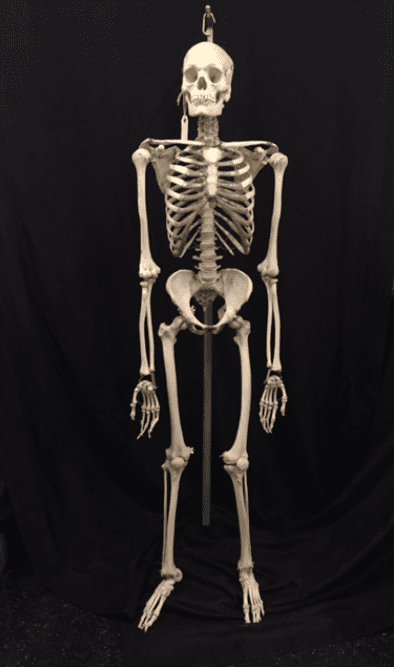 Photo, Skeleton #5, The Bone Room
