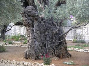 holy week garden of gethsemane
