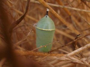 "Monarch Chrysalis" by stonebird is licensed under CC BY-NC-SA 2.0.
