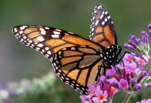 Communing with God. ("Monarch Butterfly Eating" by audreyjm529 is licensed under CC BY 2.0.)