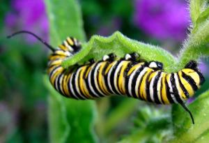 "monarch caterpillar with waterdrops" by Martin LaBar is licensed under CC BY-NC 2.0.