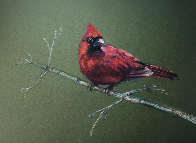 cardinal bird on a branch