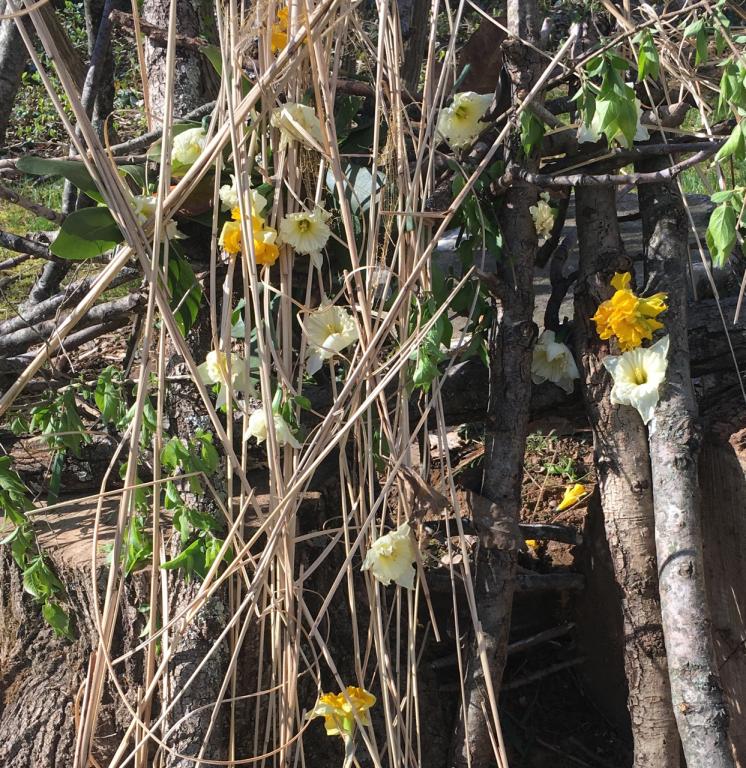 daffodils woven into sticks and twigs