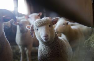 Photo by Trinity Kubassek: https://www.pexels.com/photo/sheep-288621/