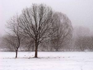 Photo by Wolfgang Lützgendorf: https://www.pexels.com/photo/brown-trees-covered-with-snow-887284/