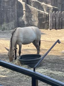 Prewalski horse --photo by Sherry Antonetti