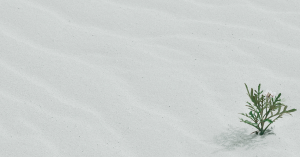 A small plant growing in white desert