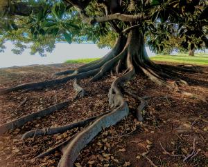 tree with large roots