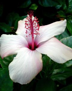 White Hawaiian Flower