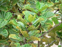 Fig tree with leaves and figs