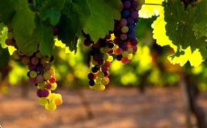 Variety of grapes; variety of vineyard blessings