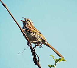 A sparrow sings with joy