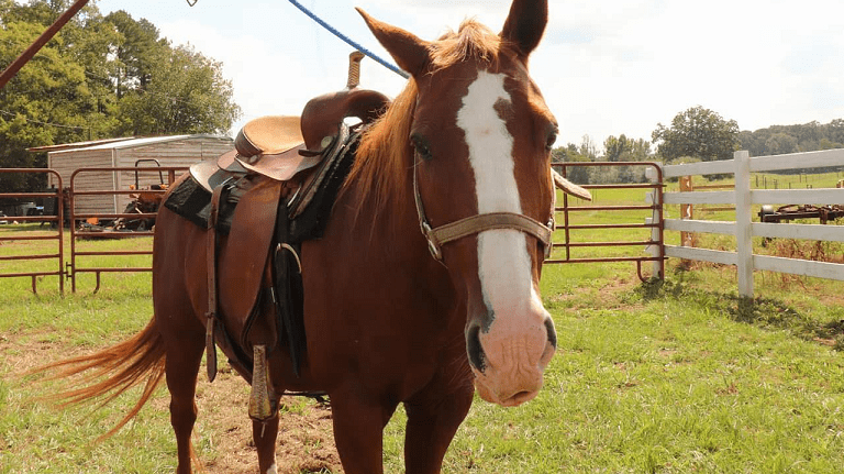 Image from the Faye Whittemore Farms Pumpkin Patch website.