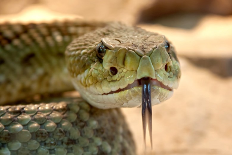 rattlesnake