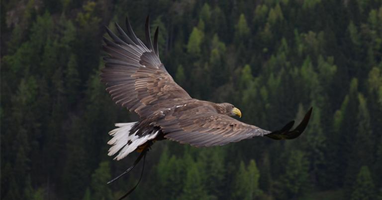 soar like an eagle