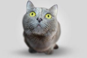 Image: cat on creativecommons.org Cats were born to amuse and cancel people Be like cats, but don’t scratch anyone