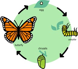 Butterfly life cycle diagram Cyanocorax on Wikipedia