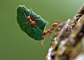 Two leafcutter ants of the genus Atta, one hitchking (an example of social immunity) Image by Kathy & sam on Wikipedia
