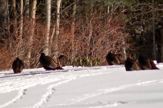 Wild Turkey image by earl53 on MorgueFile.com