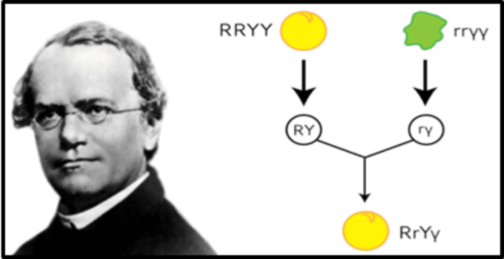 Gregor Mendel and a Punnett square.