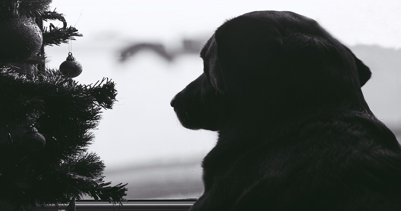 Sad dog looking at a Christmas tree