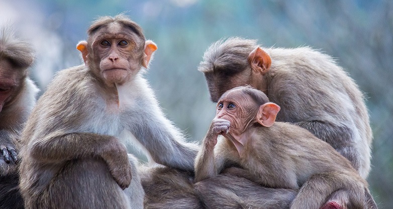 Why do Christians act like monkeys? Worried looking monkeys