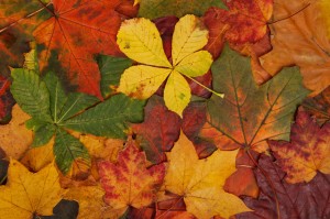 Colorful Autumn Leaves by Vera Kratochvi
