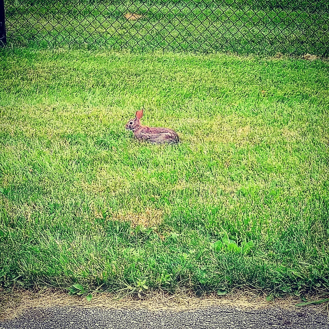 bunny pic 2