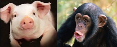 The Odd Couple