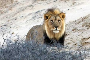 desert lion